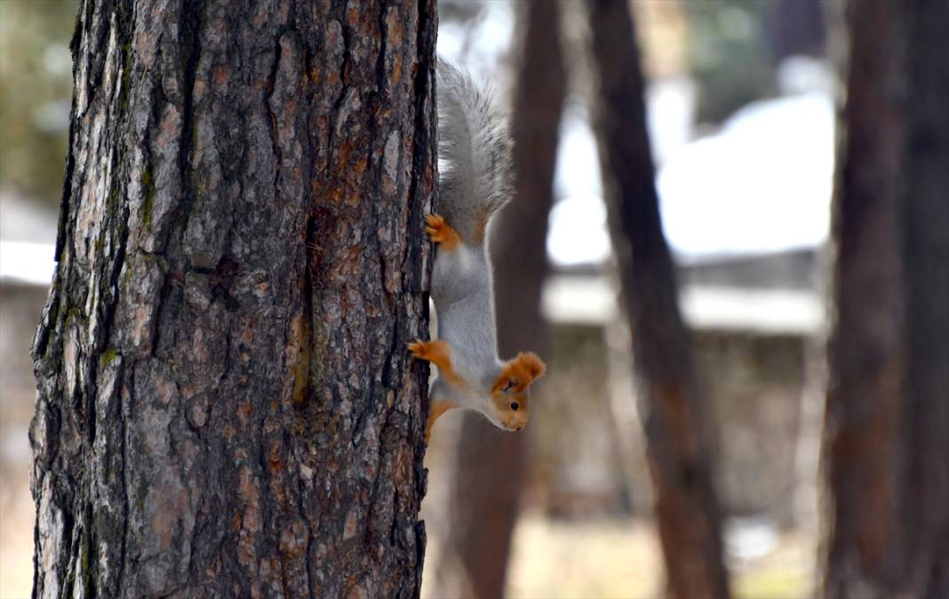 Doğanın renkli misafirleri! Kars'ta kızıl sincaplar yaşam alanlarında görüntülendi 5